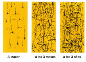 desarrollo red neuronal