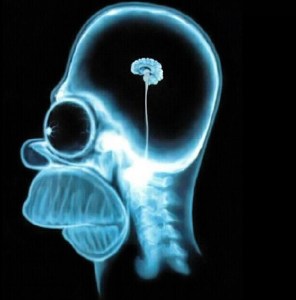 xray-of-homer-simpsons-tiny-brain